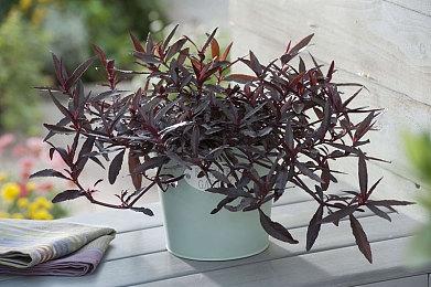 微软预测《星空》发售后 Xbox将迎来创纪录的营收